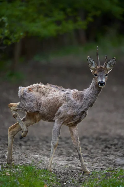 Young Roebuck Changing Fur Season Forest — Φωτογραφία Αρχείου