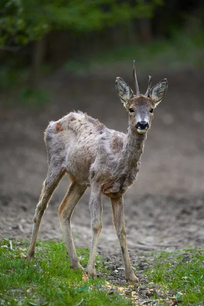 Young Roebuck Changing Fur Season Forest — 스톡 사진