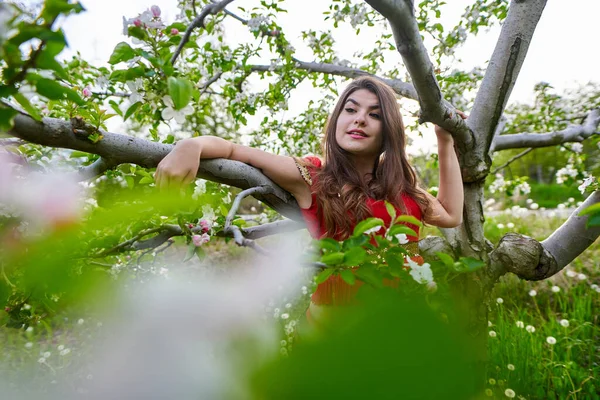 リンゴ園でインドの伝統的なドレスを着た美しい若い女性 — ストック写真