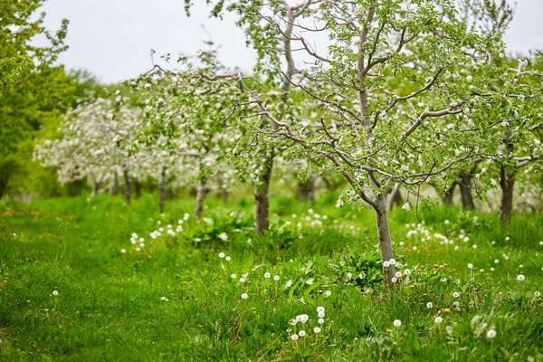Apple orchard at the beginning of summer, at the end of the blooming period