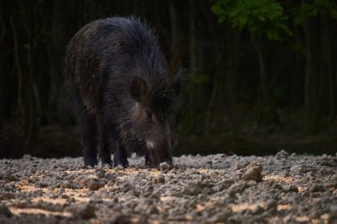 Büyük, vahşi domuz dişisi ormanda kök salıyor.