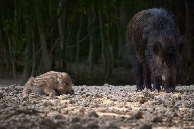 Vahşi domuz sürüsü ormanda yiyecek arıyor.