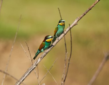 Güneşli bir günde arı yiyen kuşlar renkli tüyler sergilerler.