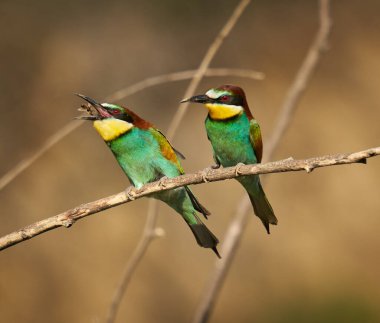 Güneşli bir günde arı yiyen kuşlar renkli tüyler sergilerler.