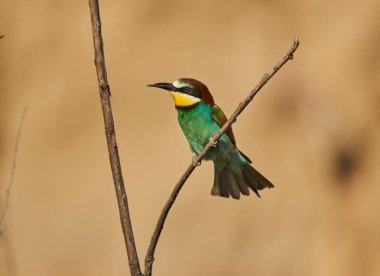 Güneşli bir günde arı yiyen kuş, renkli tüyler sergiliyor.