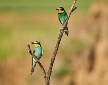 Güneşli bir günde arı yiyen kuşlar renkli tüyler sergilerler.