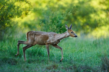 Ormandaki bir çayırda dişi geyik.