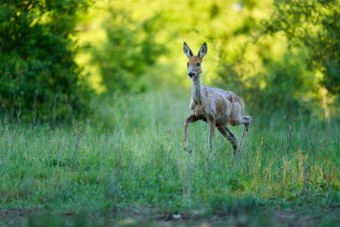 Ormandaki bir çayırda dişi geyik.