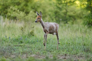 Ormandaki bir çayırda dişi geyik.