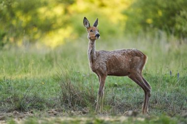 Ormandaki bir çayırda dişi geyik.