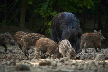 Vahşi domuz sürüsü ormanda yiyecek arıyor.
