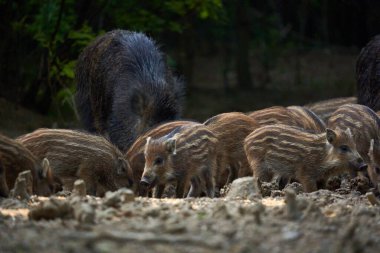 Vahşi domuz sürüsü ormanda yiyecek arıyor.