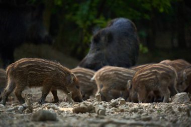 Vahşi domuz sürüsü ormanda yiyecek arıyor.