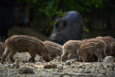 Vahşi domuz sürüsü ormanda yiyecek arıyor.