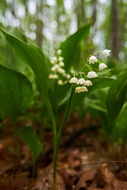 Vadinin zambağı Ormanın zemininde küçük beyaz kokulu çiçekler