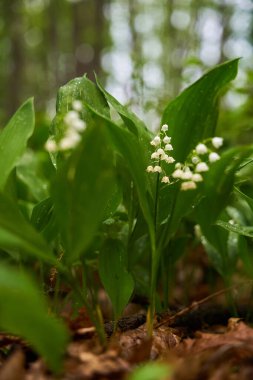 Vadinin zambağı Ormanın zemininde küçük beyaz kokulu çiçekler