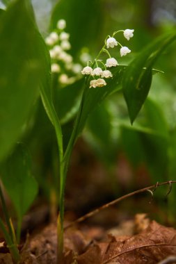 Vadinin zambağı Ormanın zemininde küçük beyaz kokulu çiçekler
