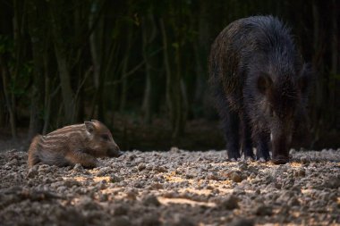 Vahşi domuz sürüsü ormanda yiyecek arıyor.