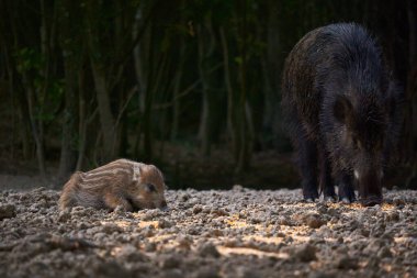 Vahşi domuz sürüsü ormanda yiyecek arıyor.