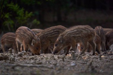 Vahşi domuz sürüsü ormanda yiyecek arıyor.