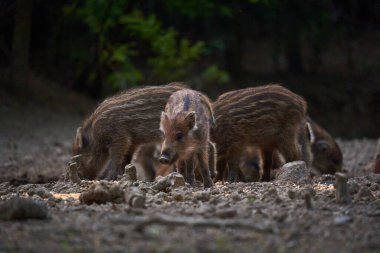Vahşi domuz sürüsü ormanda yiyecek arıyor.