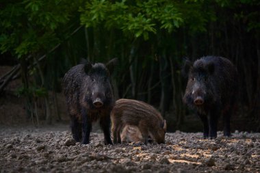 Vahşi domuz sürüsü ormanda yiyecek arıyor.