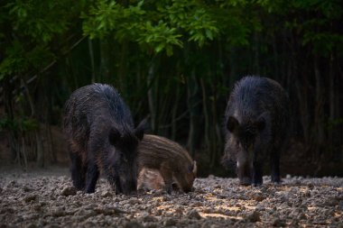 Vahşi domuz sürüsü ormanda yiyecek arıyor.