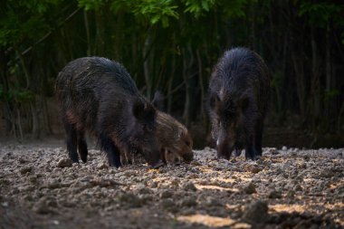 Vahşi domuz sürüsü ormanda yiyecek arıyor.