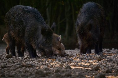 Vahşi domuz sürüsü ormanda yiyecek arıyor.