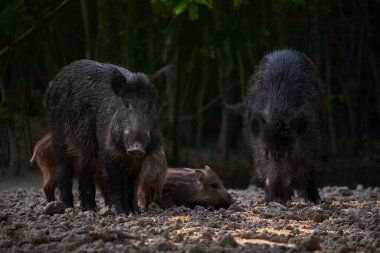 Vahşi domuz sürüsü ormanda yiyecek arıyor.