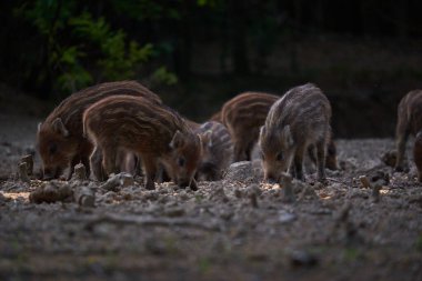 Vahşi domuz sürüsü ormanda yiyecek arıyor.