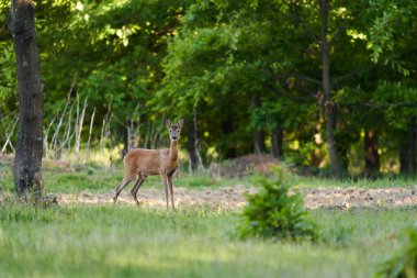 Roe geyiği, Roebuck, ormandaki bir çayırda.