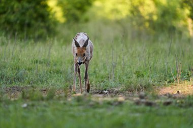 Ormandaki bir çayırda dişi geyik.