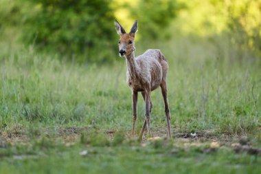 Ormandaki bir çayırda dişi geyik.