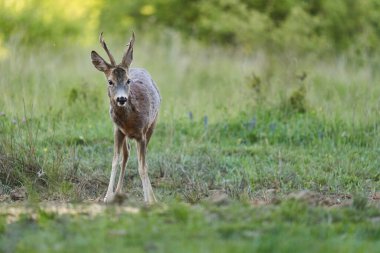 Roe geyiği, Roebuck, ormandaki bir çayırda.