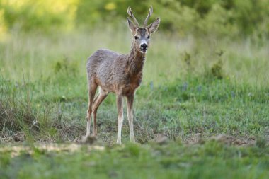 Roe geyiği, Roebuck, ormandaki bir çayırda.