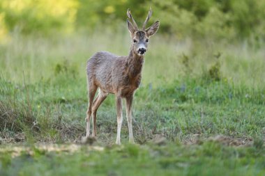Roe geyiği, Roebuck, ormandaki bir çayırda.