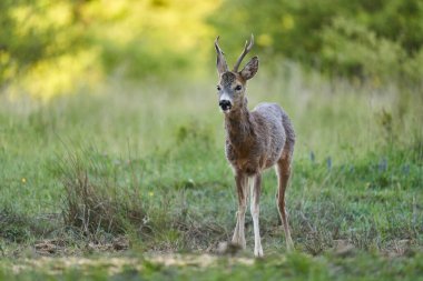 Roe geyiği, Roebuck, ormandaki bir çayırda.