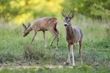 Erkek ve dişi Roe geyiği, Roebucks, ormandaki bir çayırda 