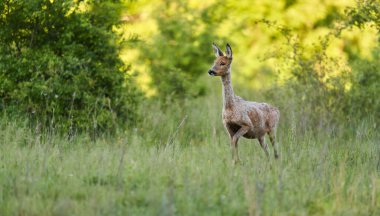 Ormandaki bir çayırda dişi geyik.