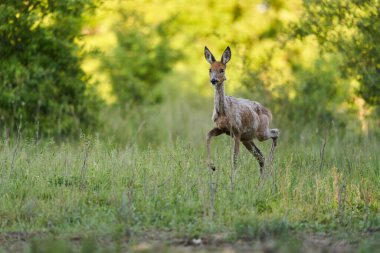 Ormandaki bir çayırda dişi geyik.