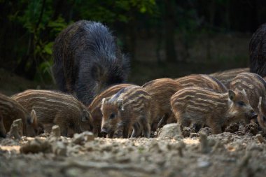 Vahşi domuz sürüsü ormanda yiyecek arıyor.