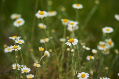 Çimlerdeki küçük papatya çiçeklerine yakın.