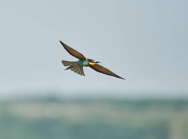 晴れた日に蜂を食べる鳥 カラフルな急落を表示します — ストック写真