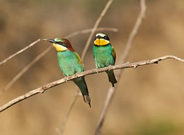 Bee-eater birds in a sunny day, displaying colorful plumage