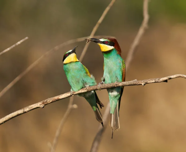 Bijeneter Vogels Een Zonnige Dag Met Kleurrijk Verenkleed — Stockfoto