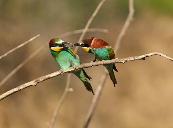 Bienenfresser Einem Sonnigen Tag Mit Buntem Gefieder — Stockfoto