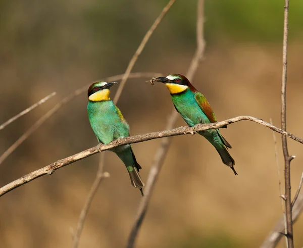 Aves Abejorros Día Soleado Mostrando Plumaje Colorido —  Fotos de Stock