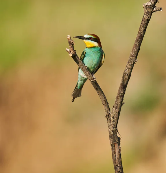 Abelha Comedor Pássaro Dia Ensolarado Exibindo Plumagem Colorida — Fotografia de Stock