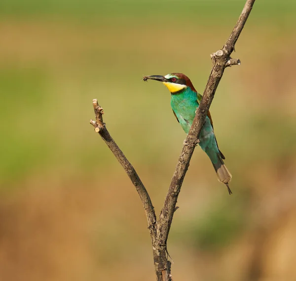 Bee Eater Πουλί Μια Ηλιόλουστη Μέρα Εμφανίζοντας Πολύχρωμα Φτέρωμα — Φωτογραφία Αρχείου